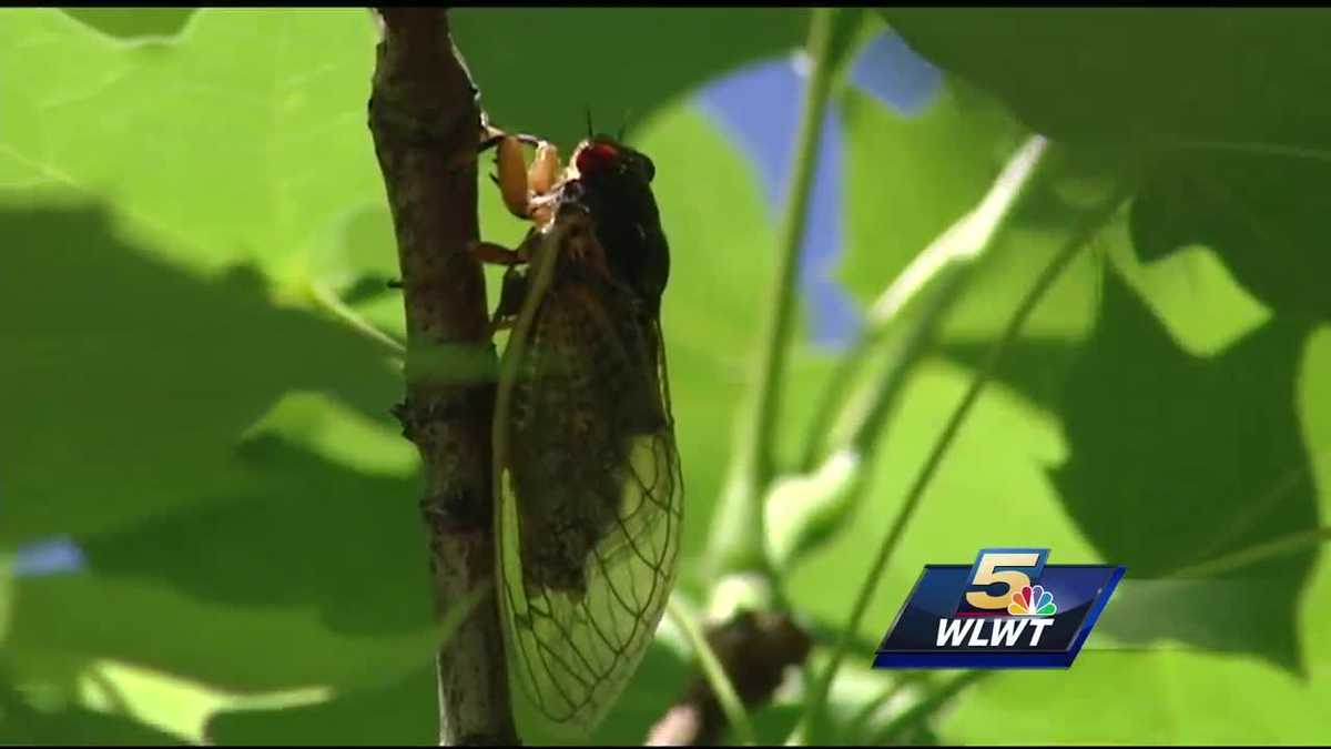 Cicadas begin to emerge in some Cincinnati neighborhoods
