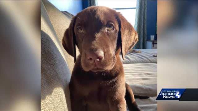 Family from Pittsburgh spreading awareness after beloved dog dies of suffocation from chip bag - Vimarsana News