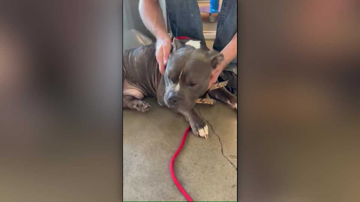 Video: 2 years after being stolen, dog reunited with owner