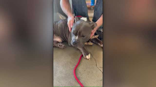 Video: 2 years after being stolen, dog reunited with owner - Vimarsana News