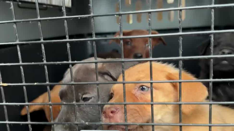 Tupelo Tails: Louisiana animal advocates launch mission to rescue hundreds of neglected dogs