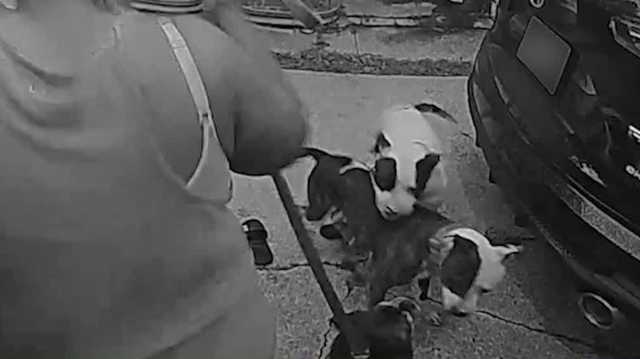 Dog dies after being attacked by 2 pit bulls in Des Moines - Vimarsana News