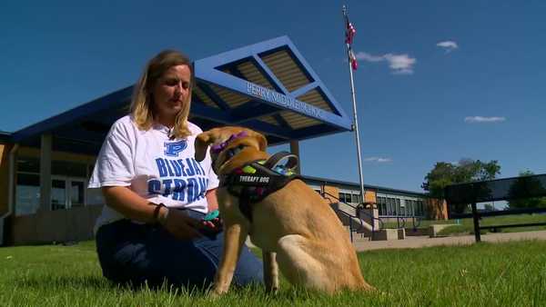 this is iowa: perry teachers training dogs to be permanent therapy dogs in the district