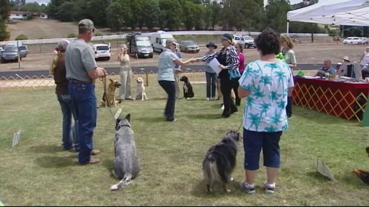 Dog show takes over in Carmel Valley