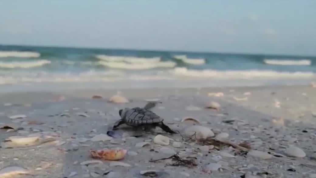 Push grows to crack down on nighttime fishing during sea turtle season on Marco Island