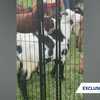 ‘I was there!’: Two women speak after rabies scare with traveling petting zoo