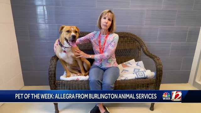 Pet of the week: Allegra