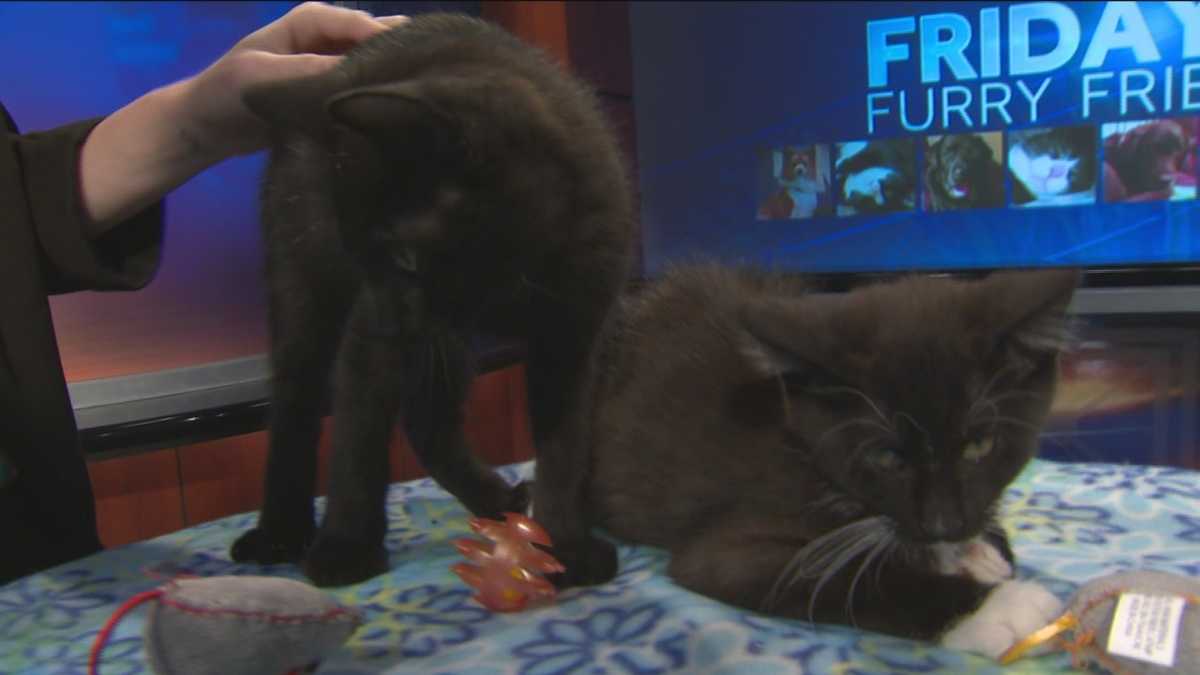 Appealing Orange County Pet Adoption Images