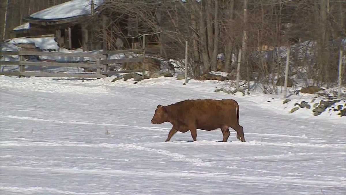 Fun Animal Attractions Near Me