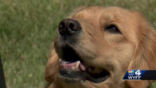 Upstate teen will compete in Westminster dog show for junior showmanship - Vimarsana News