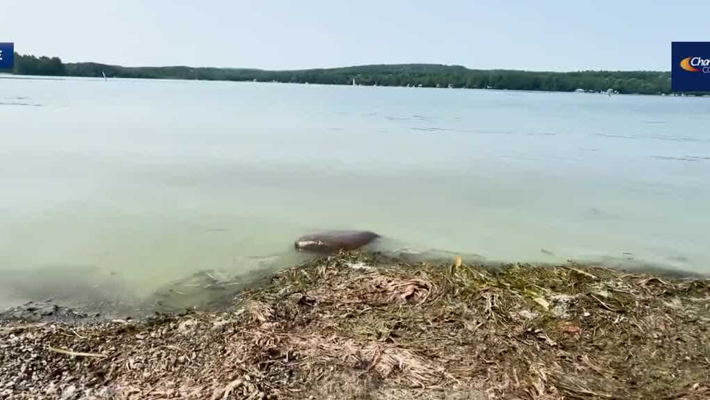 New research shows nitrogen plays major role in cyanobacteria formation in Lake Champlain