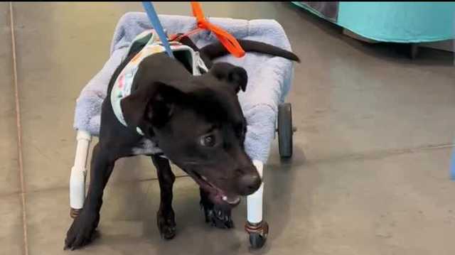 Lake County shelter dog Maui gets new wheels - Vimarsana News