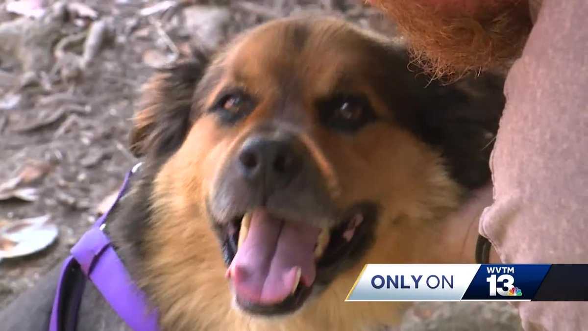 Dog survives being struck by lightning