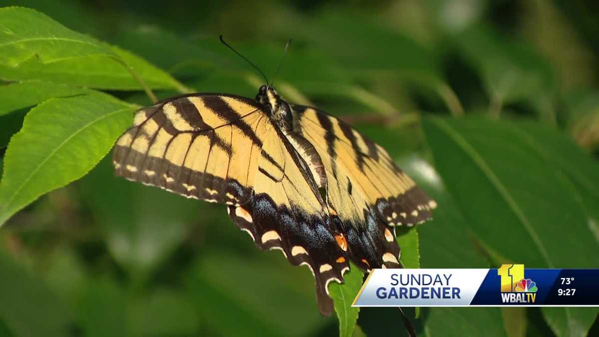 How to make your garden a safe haven for butterflies