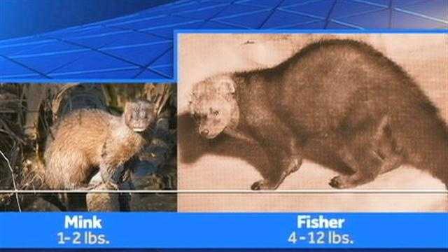 Marten, Mink, and Fisher: The Look-a-like Mesopredators in our