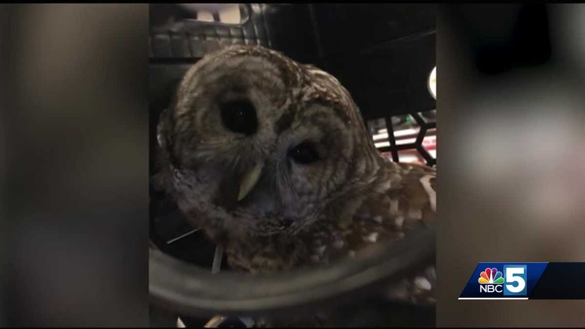 Injured owl rescued from parking lot, receiving treatment