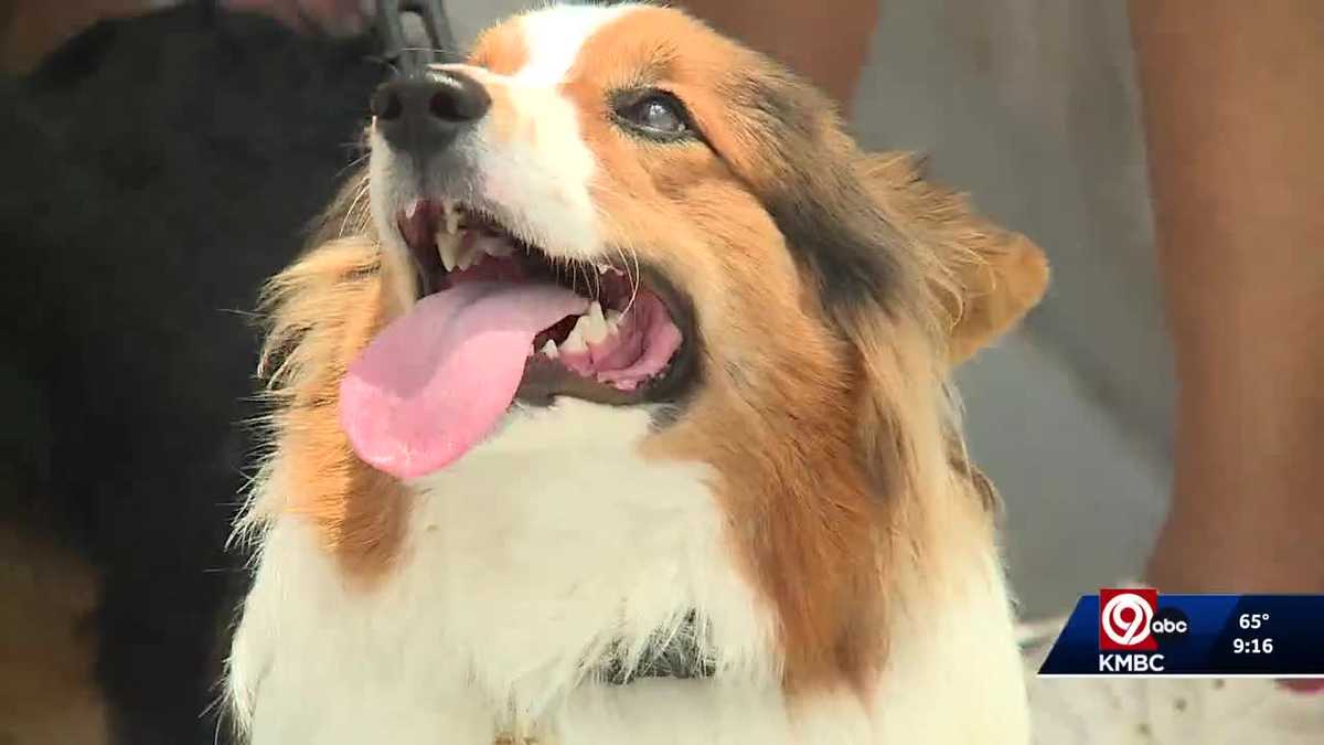Dogs ride KC Wheel at Kansas City’s Pupchella pet-friendly event