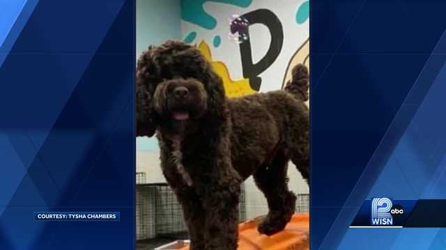 Dog stolen at gunpoint found, reunited with owners - Vimarsana News