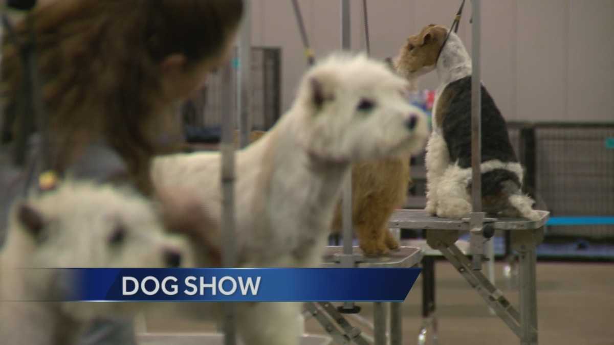 93rd Annual Sacramento Dog show at Cal Expo this Weekend