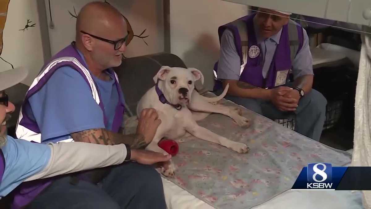 Inmates at California prison train rescue dogs through 'TAILS' program