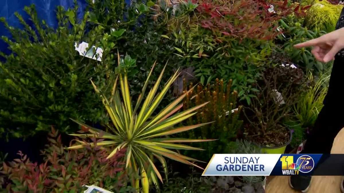 Sunday Gardener Supplier spotlight Marshalls' Riverbank Nurseries