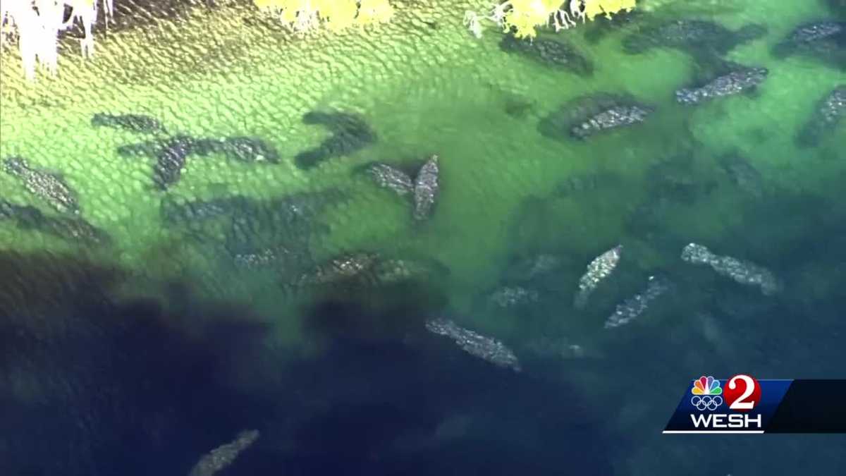 Conservation groups to sue EPA over pollution killing manatees