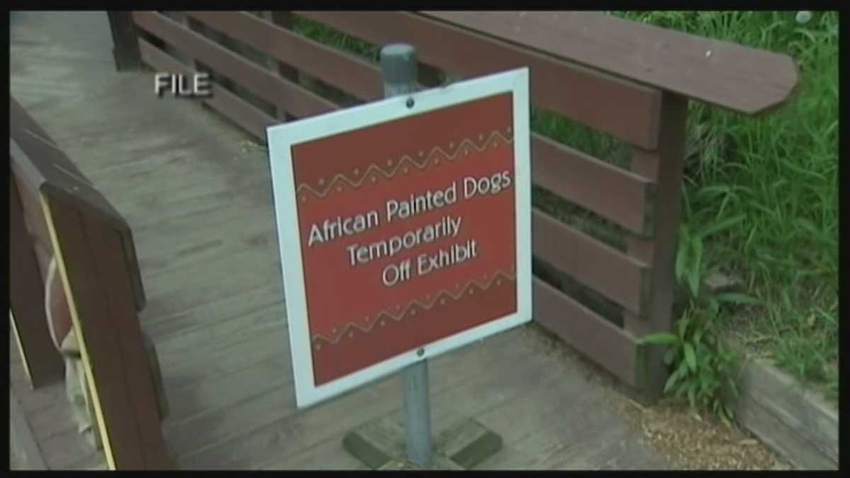 Zoo blames mom of boy who died in African dogs exhibit
