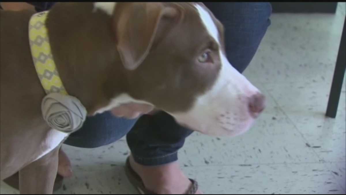 Abused dog gets second chance thanks to students