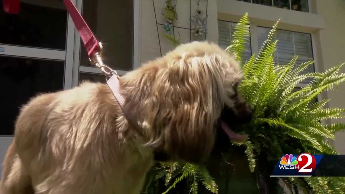 Man said he was forced to kill dog that attacked him and his dog