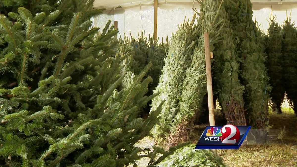 How to choose the perfect Christmas tree