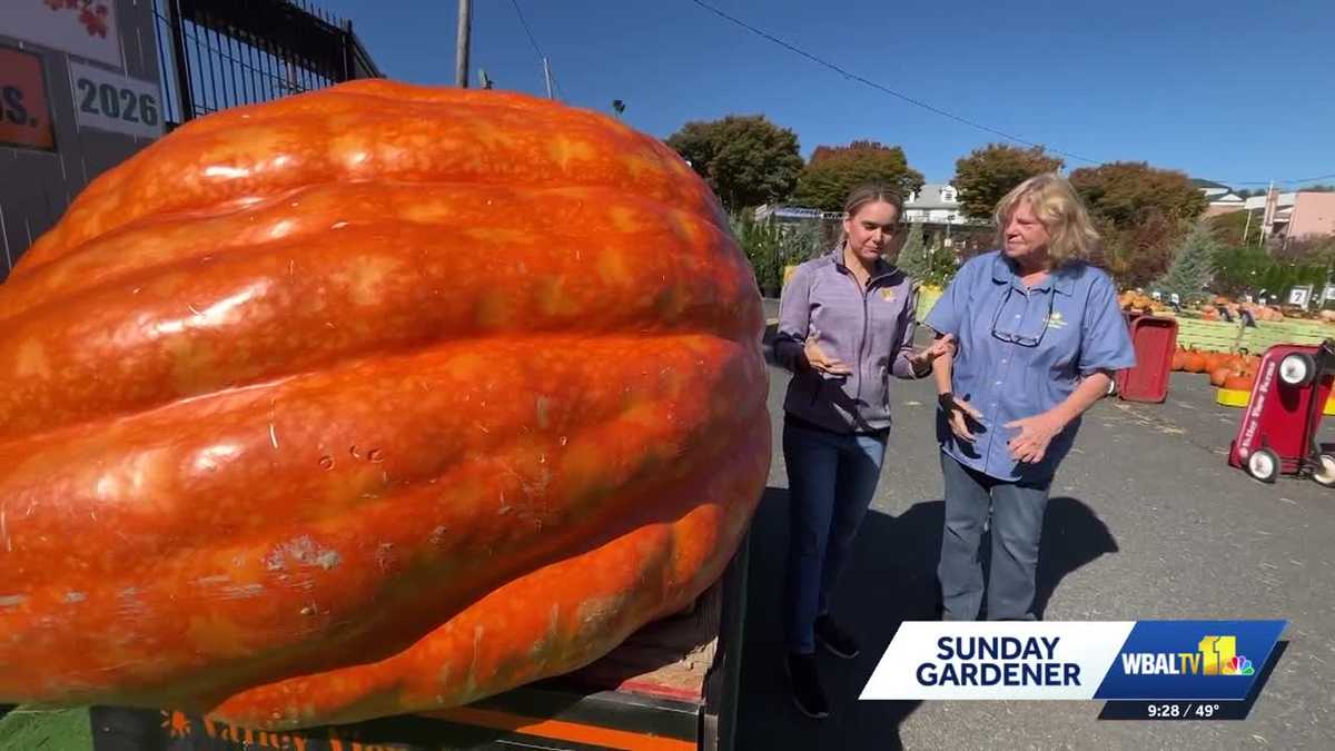 Valley View Farms: Can you guess the number of seeds in this pumpkin?