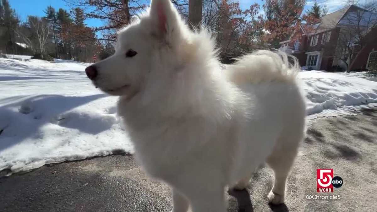 This dog is a New Hampshire Fed Ex driver's best friend