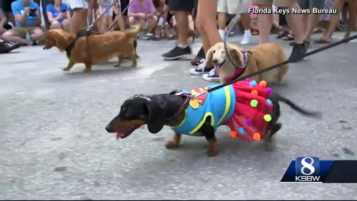 Animal Stories with Dan Green wiener dog parade
