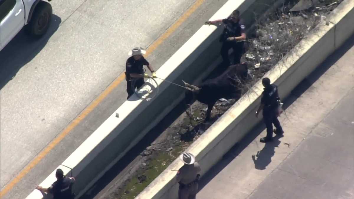 Escaped Cattle Disrupt Traffic on Houston I-45