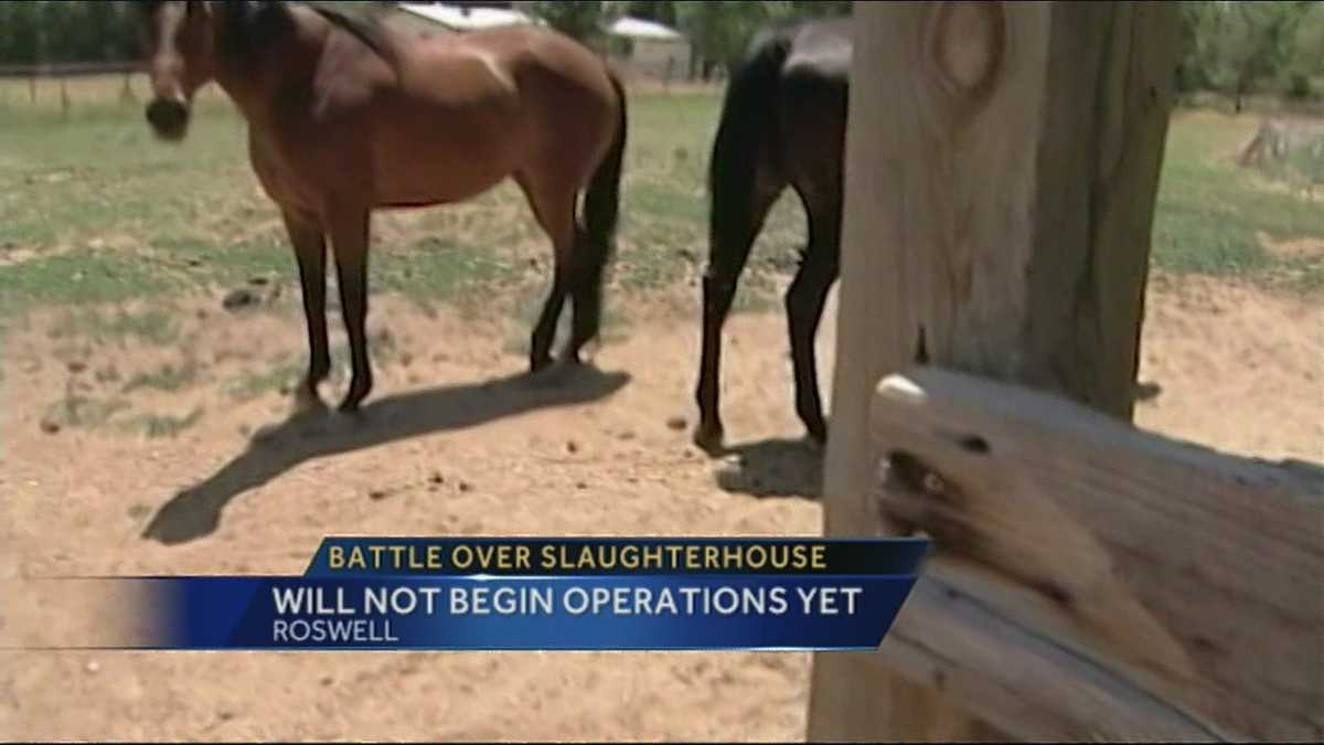 Horse Slaughter
