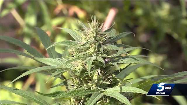 Oklahomans have chance to legalize recreational marijuana in 2023 - Vimarsana News