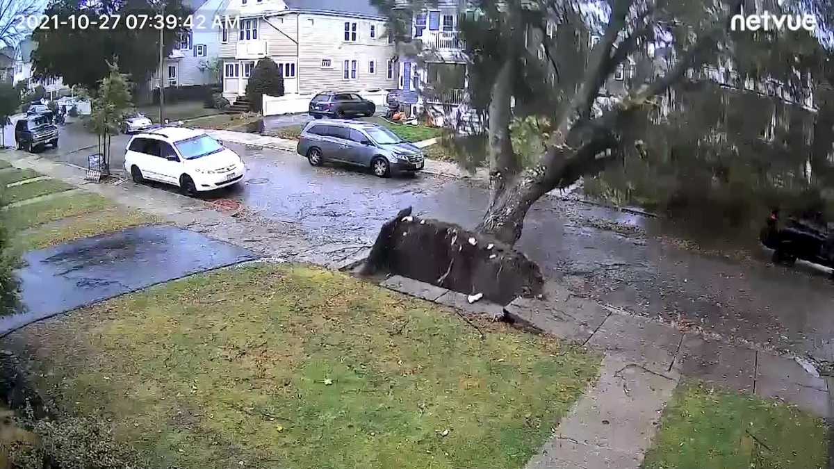 Watch West Roxbury tree comes crashing down seconds after family gets