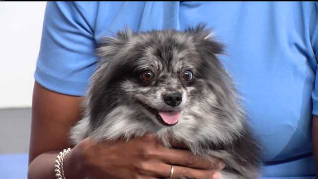 Meet Cassidy, a princess-like Pomeranian who is ready for adoption