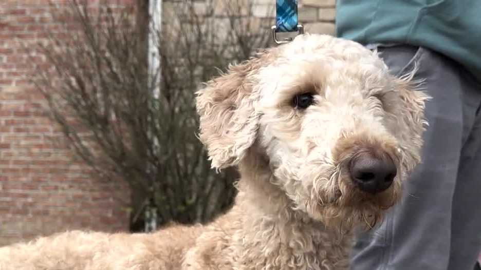 Goldendoodle saves family in Oconomowoc fire - Vimarsana News