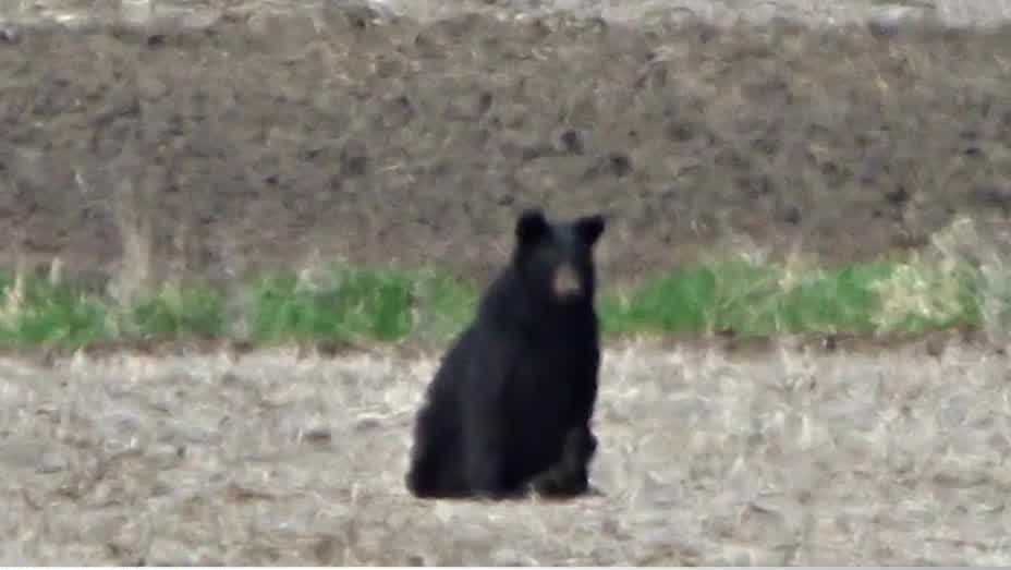 DNR says black bear population likely to expand into Iowa - Vimarsana News