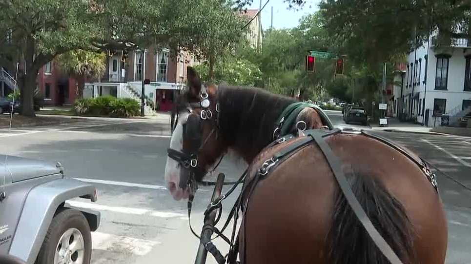 Savannah carriage operators share summer practices