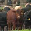 USDA serving up some changes for local cattle ranchers, giving them more control over their products