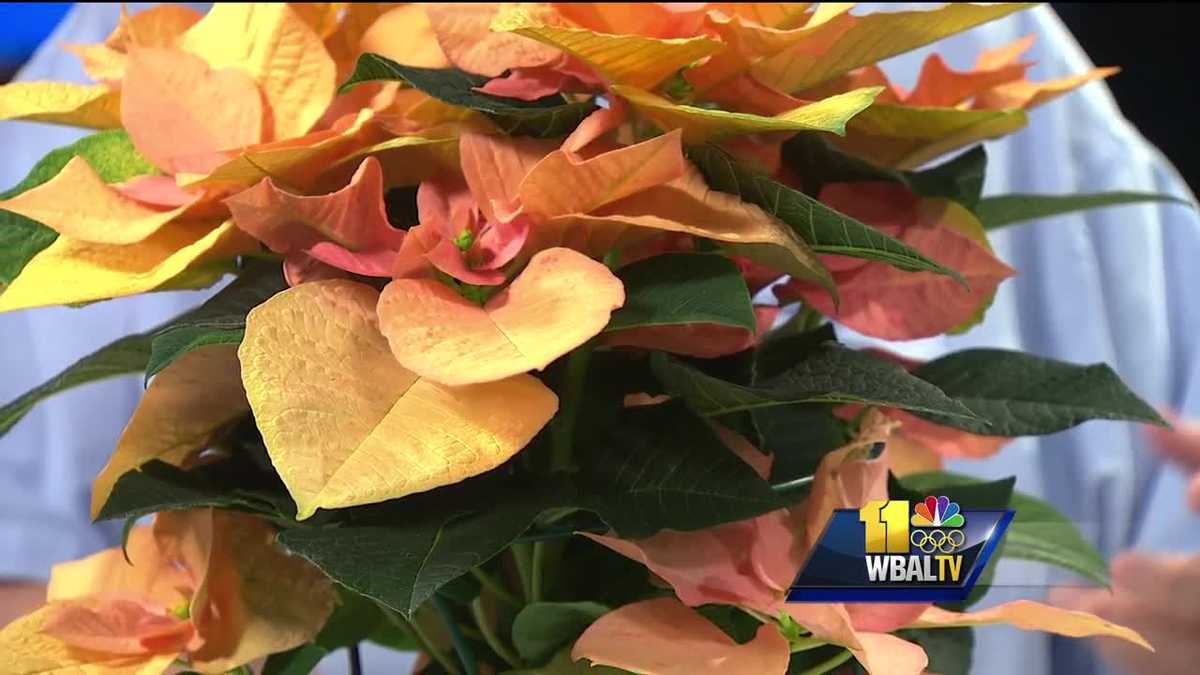 Plant questions Treating fungus on plants