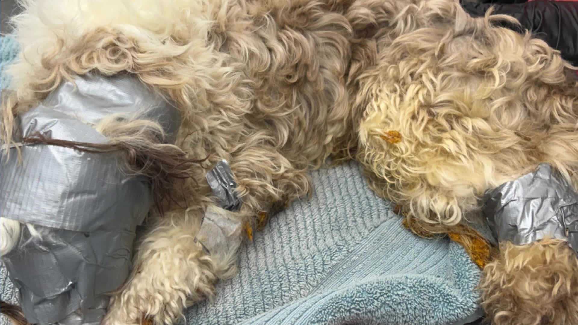 Affidavit reveals new details after Omaha dog found in dumpster - Vimarsana News