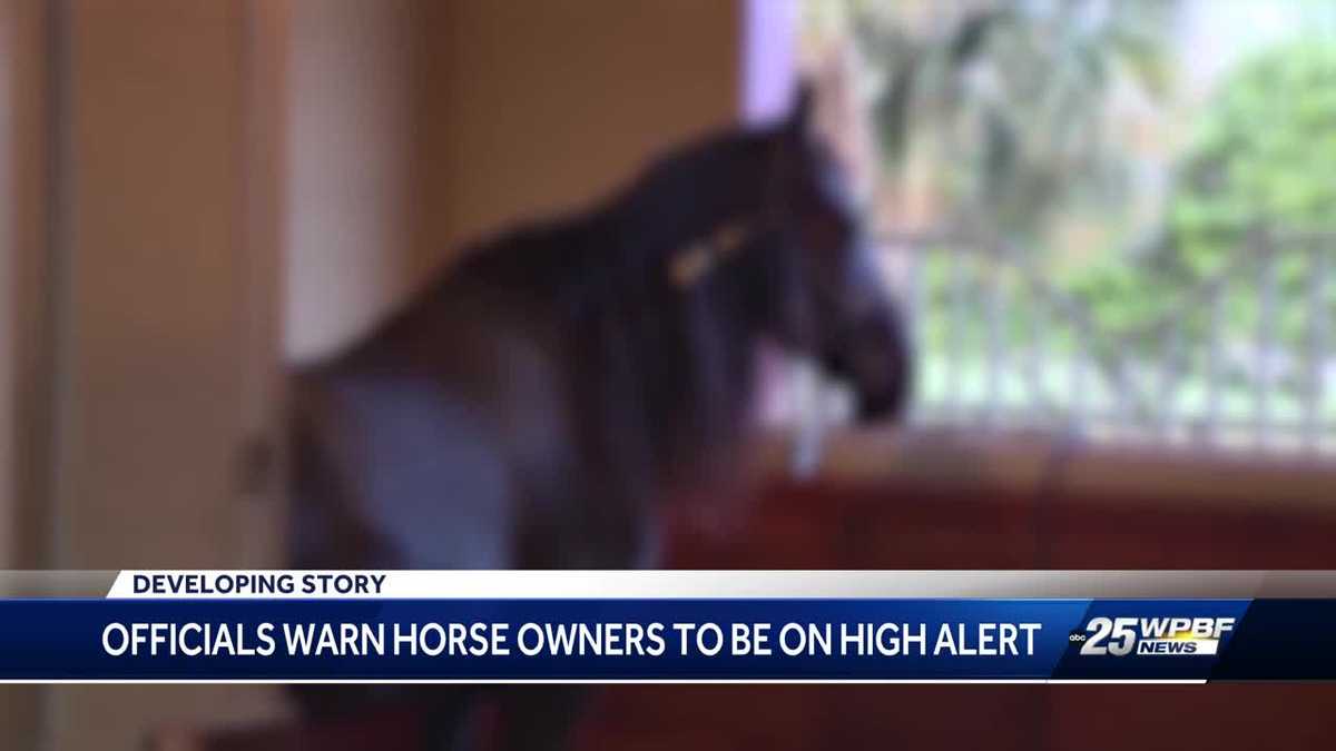 Horse Thefts Raise Concerns in Florida Counties