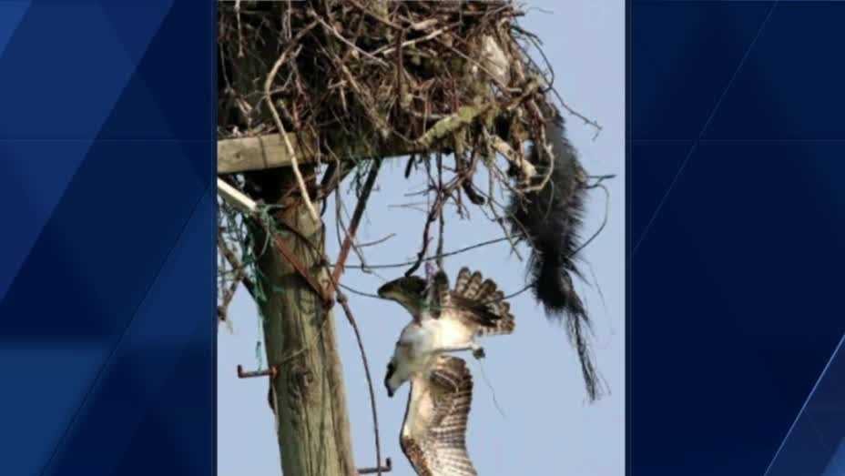 Arborist saves entangled Cape Cod osprey found dangling from nest