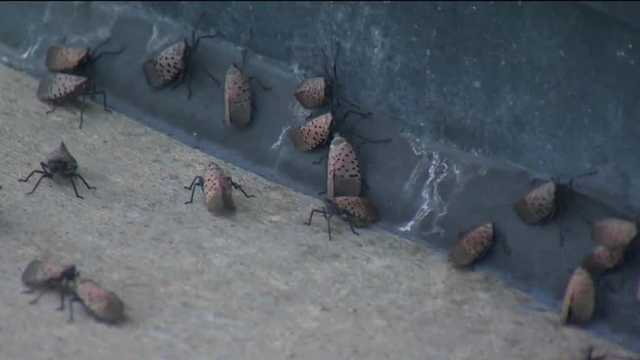 Spotted lanternflies will die in 1st hard frost, eggs can survive - Vimarsana News