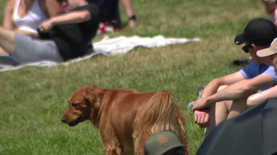 All Star Dogs: Omaha Storm Chasers Pet Products