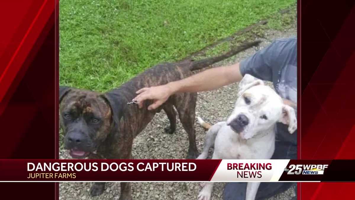 Dangerous dogs captured in Jupiter Farms