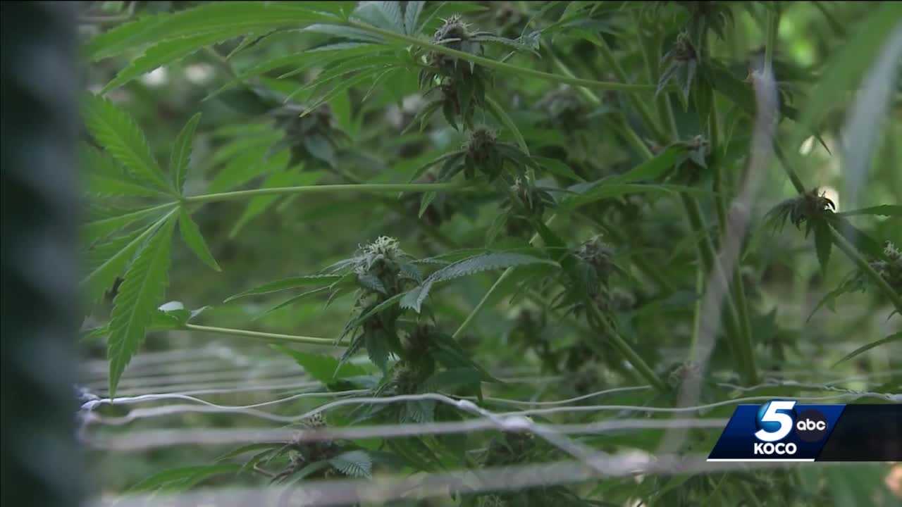 Pot vote has Oklahoma hungry to rake in green from Texas - Vimarsana News